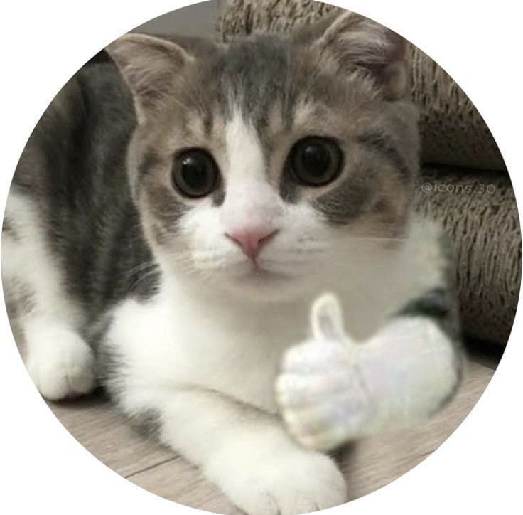 Latest cat dpz for whatsapp