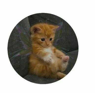 Latest cat dpz for whatsapp