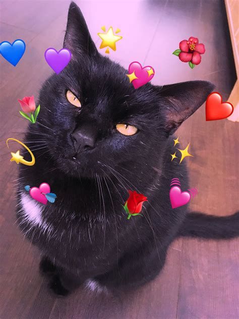 Latest cat dpz for whatsapp
