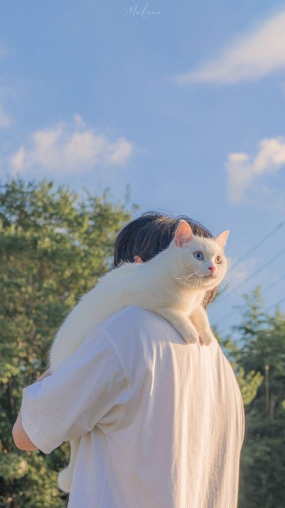 Cat Dpz for boys