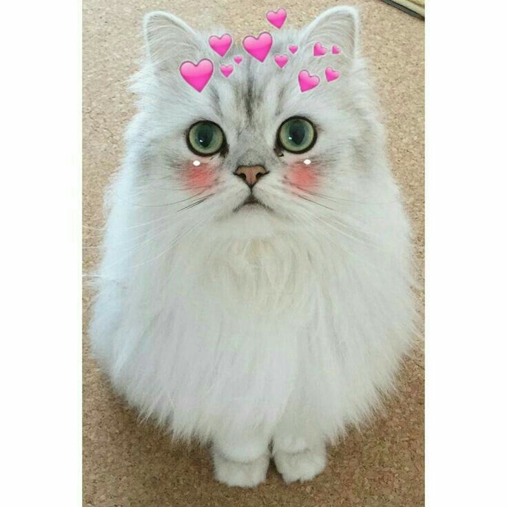 Latest cat dpz for whatsapp