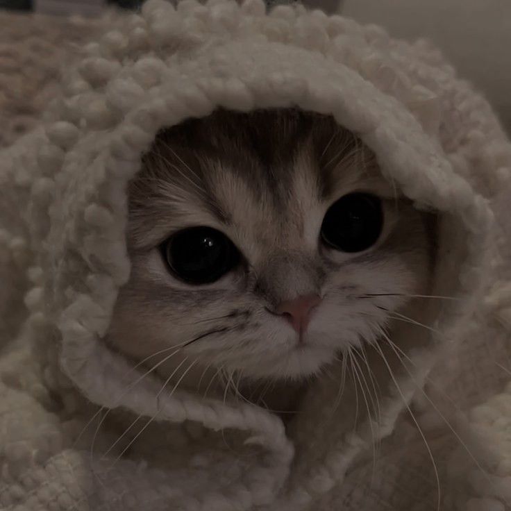 Latest cat dpz for whatsapp